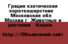  Грация кзотическая короткошерстная - Московская обл., Москва г. Животные и растения » Кошки   